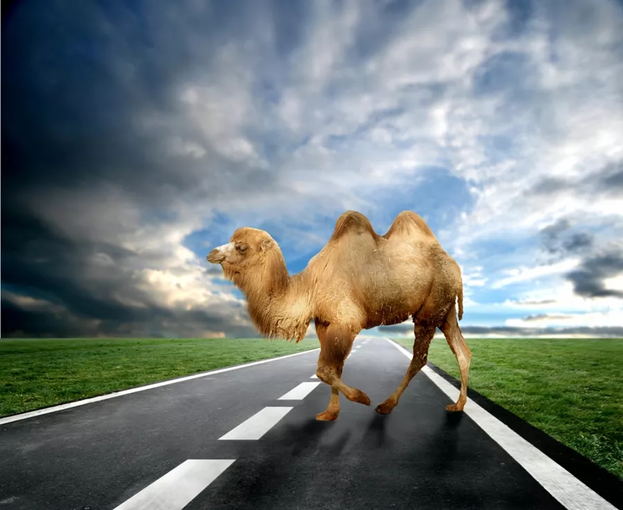 Getting over the hump of digitalisation